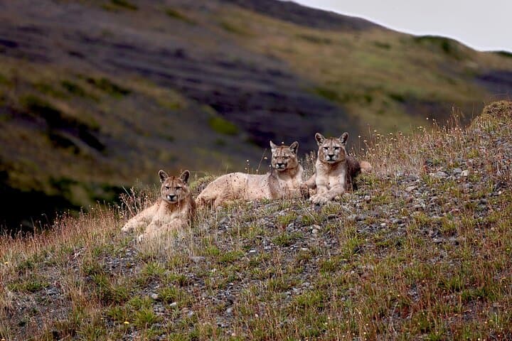 Puma Route: 3-Day Cougar Tracking in Torres del Paine National Park photo 3