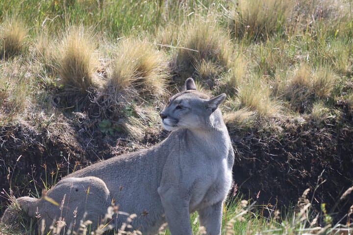 Puma Route: 3-Day Cougar Tracking in Torres del Paine National Park photo 5