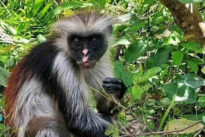 Zanzibar Day Trip: Jozani Forest, Salaam Cave Swim & The Rock Restaurant photo 4