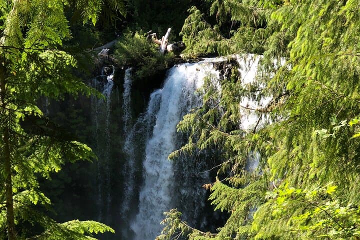 McKenzie River Waterfalls Tour from Eugene: Sahalie & Koosah in a Tesla photo 2