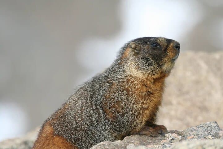 Best of Rocky Mountain National Park Full-Day Tour from Estes Park photo 4