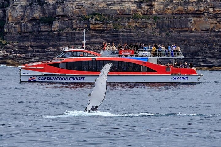 Sydney Whale Watching Cruise from Circular Quay — Humpbacks & Southern Right photo 4