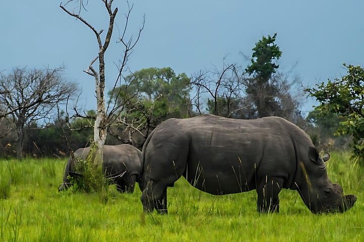 2-Day Murchison Falls & Zziwa Rhino Trek: Safari from Kampala photo 5