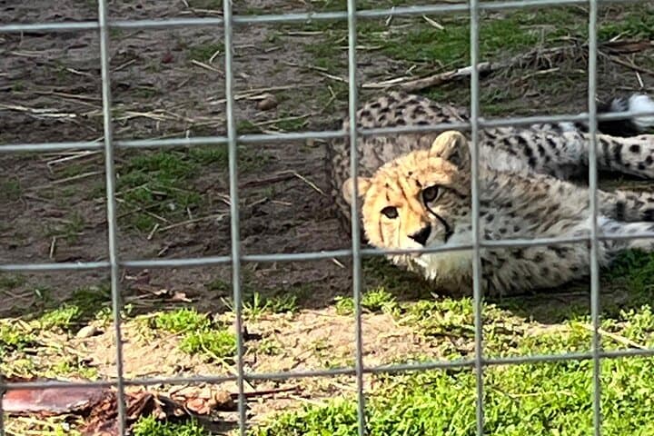 Cape Town Wildlife Day Tour: Cheetah Outreach, Giraffe Encounter & Crocodile Experience photo 2