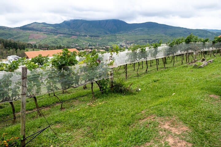 Vinos 1750 High-Altitude Wine Tour in Samaipata photo 5