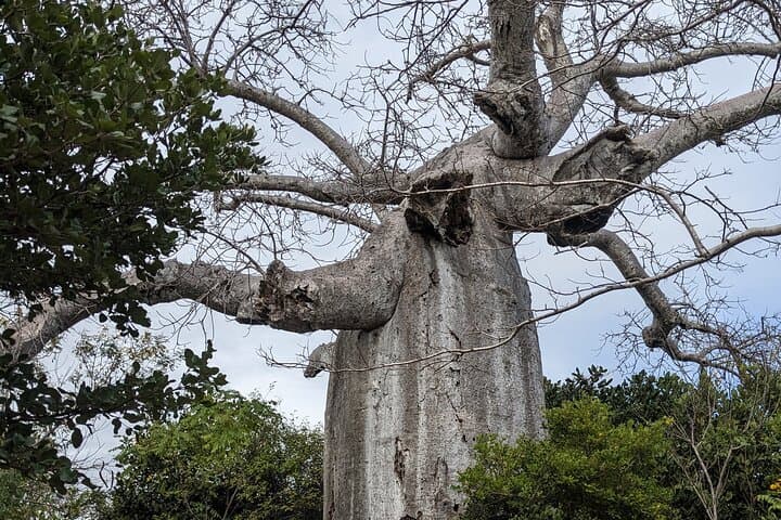 Diego Suarez to Ankify — 6-Day Northern Madagascar Adventure photo 3