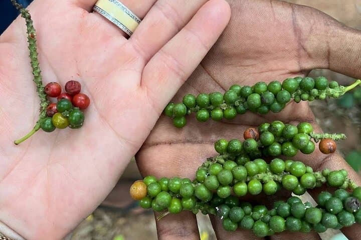 Jozani Forest & Zanzibar Spice Farm Tour — Red Colobus, Mangroves & Spices photo 2