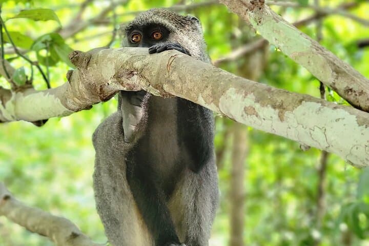 Jozani Forest & Zanzibar Spice Farm Tour — Red Colobus, Mangroves & Spices photo 3