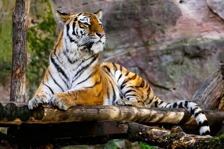 Sundarbans Two-Day Mangrove Safari from Kolkata: Boat Safaris, Watchtowers & Village Culture photo 2