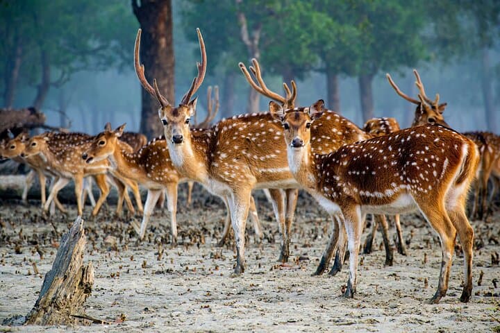 Sundarbans Two-Day Mangrove Safari from Kolkata: Boat Safaris, Watchtowers & Village Culture photo 4