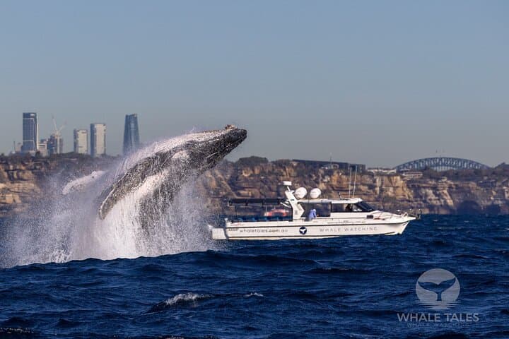 Private Luxury Whale Watching from Sydney Harbour — 2.5-Hour Catamaran Experience