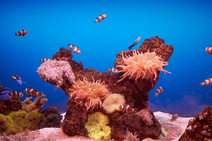 Mallorca MegaCombo: La Seu Cathedral, Hams Caves & Palma Aquarium — One-Day Sightseeing photo 2