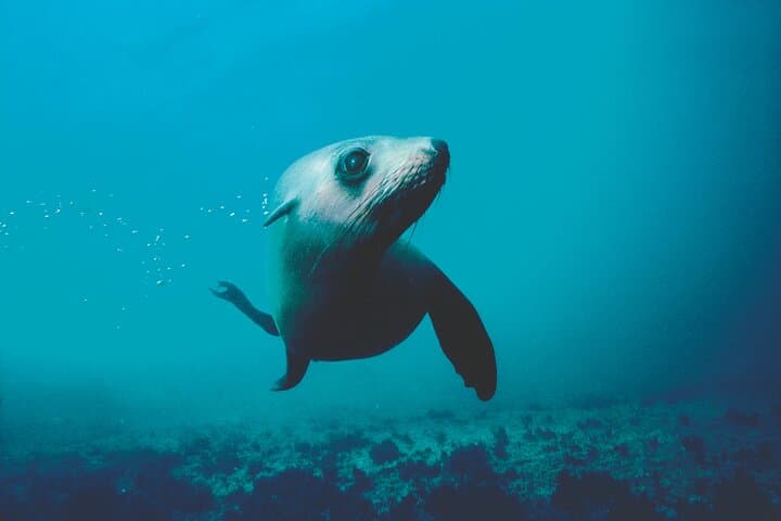 Abel Tasman Seal Sanctuary Kayak Tour from Marahau photo 4