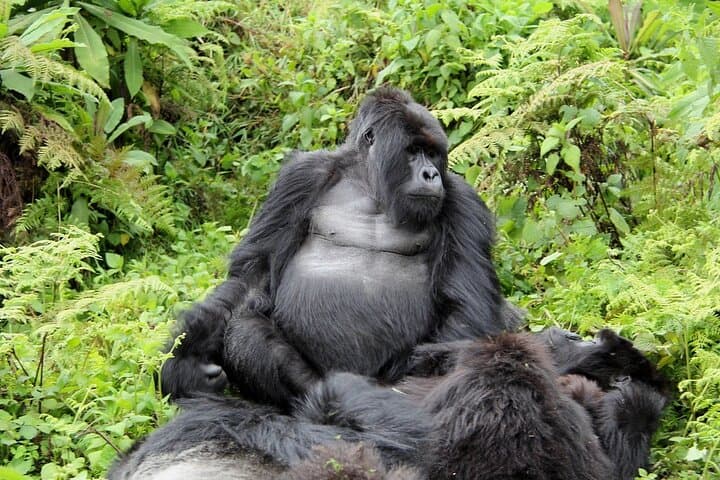 3-Day Gorilla Trekking Safari in Bwindi Impenetrable Forest — Rushaga Gorilla Trek Guide photo 6