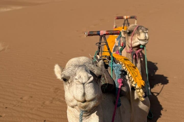 Marrakech to Merzouga: 3-Day Desert Adventure & Camel Trekking in Erg Chebbi photo 3
