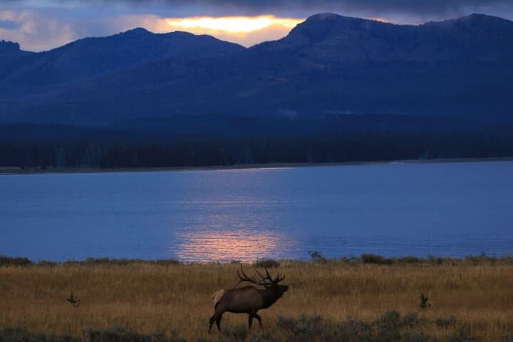Yellowstone Private Sunset Wildlife Safari from West Yellowstone