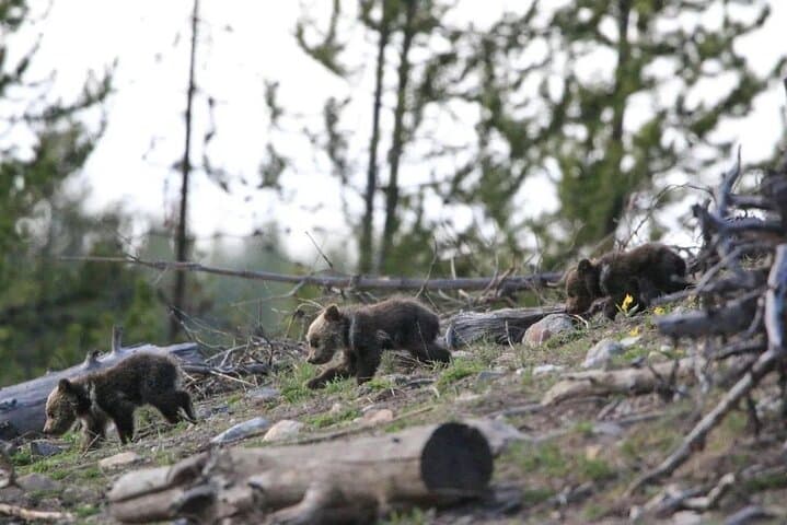Yellowstone Private Sunset Wildlife Safari from West Yellowstone photo 4