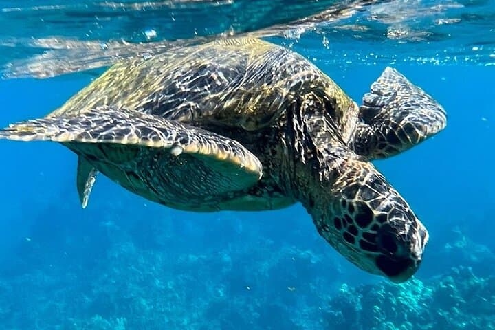 Afternoon Turtle Town Snorkel at Coral Gardens — Maui Floating Tiki Bar Snorkel photo 3