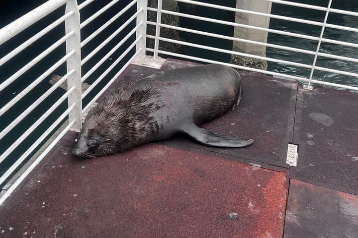 Robben Island Half-Day Tour from Cape Town with Transfers photo 6