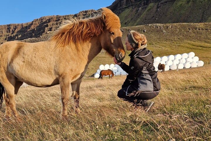Private Farm Visit & Silver Circle Day Tour — West Iceland Day Trip from Reykjavík