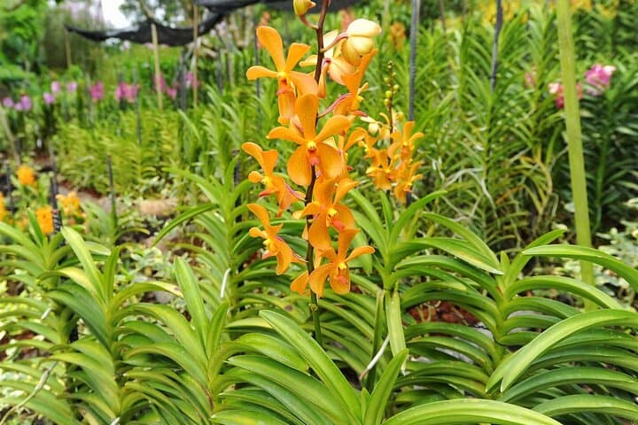 Singapore National Orchid Garden Tickets & Visitor Guide photo 4
