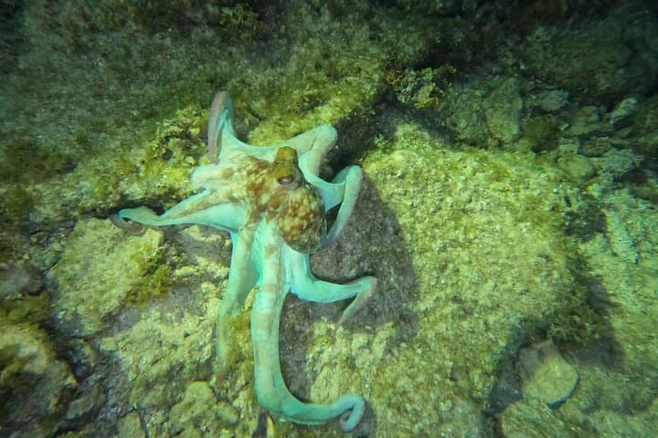 Roatan Night Snorkel & Scuba: Explore the Mesoamerican Reef Under the Stars photo 4