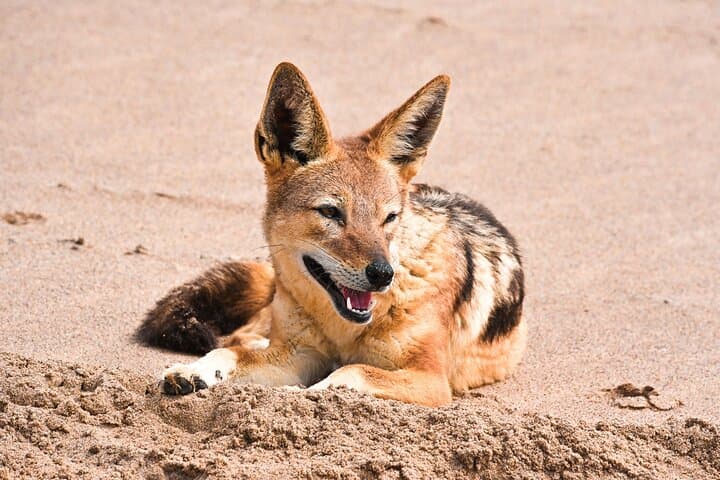 Namib Desert Full-Day: Salt Pans, Seals, Dunes & Moon Valley photo 4