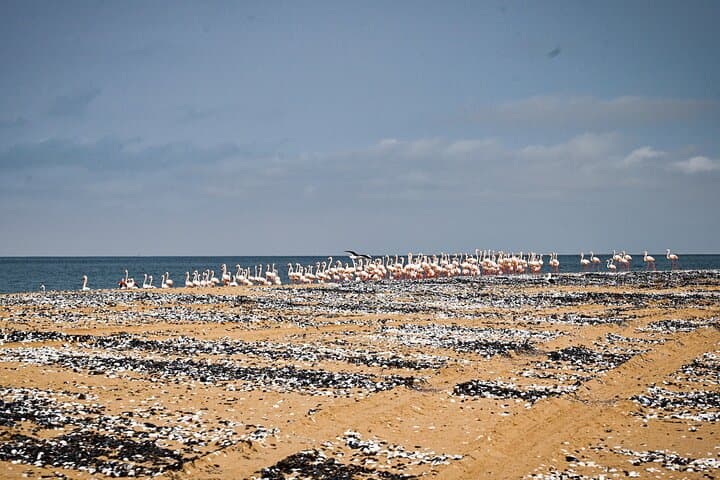 Namib Desert Full-Day: Salt Pans, Seals, Dunes & Moon Valley photo 6
