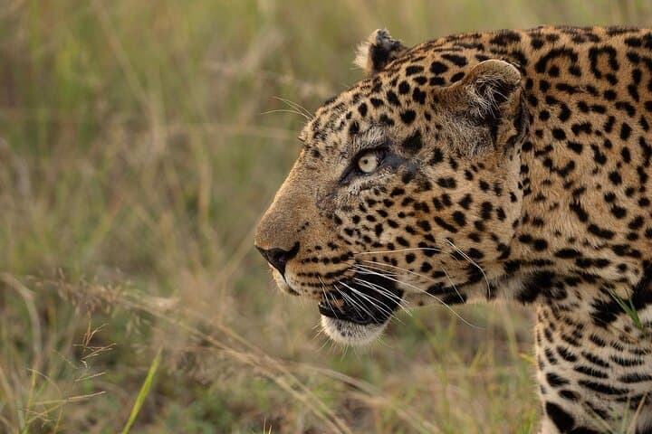 3-Day Masai Mara Governors' Camp Safari: Wildlife Drives & Migration Viewing photo 4