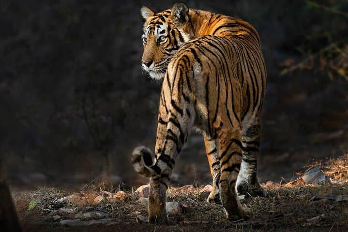 Ranthambore Same-Day Wildlife Safari from Jaipur: Tiger Tracking & Jungle Views photo 3