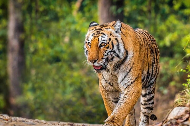 Ranthambore Same-Day Wildlife Safari from Jaipur: Tiger Tracking & Jungle Views photo 2
