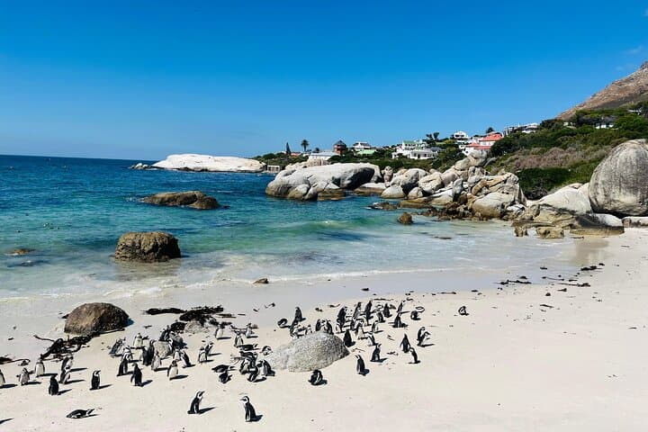 Cape Peninsula & Boulders Beach: Full-Day Private Tour from Cape Town photo 2