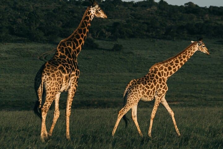 3-Day Masai Mara Safari from Nairobi: Big Five Game Drives & Maasai Village Visit photo 3