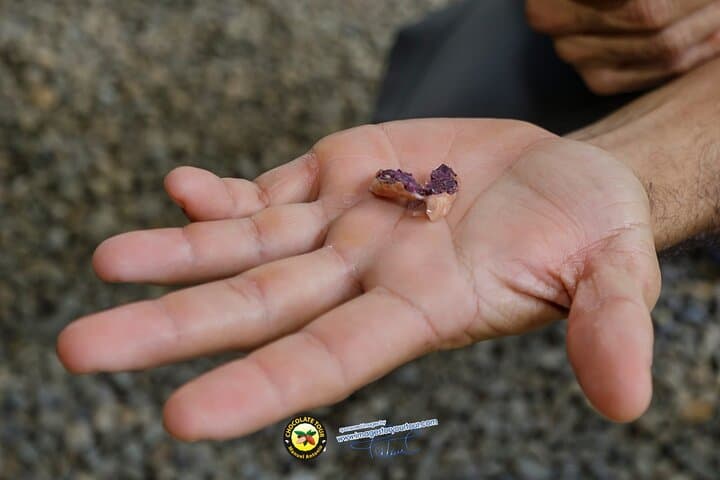 Manuel Antonio Cacao, Coffee & Trapiche Tour — Jungle Flavors in Two Hours photo 4
