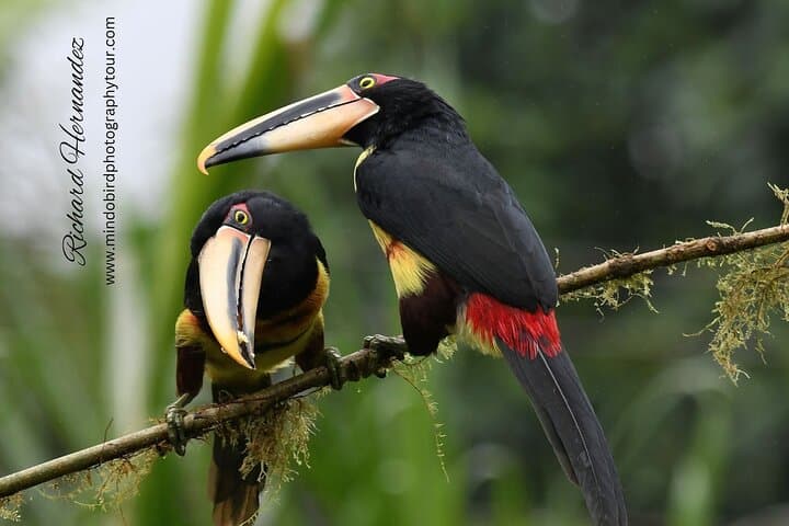 Mindo Cloud Forest Birding Day Tour from Quito with Richard Hernandez photo 4