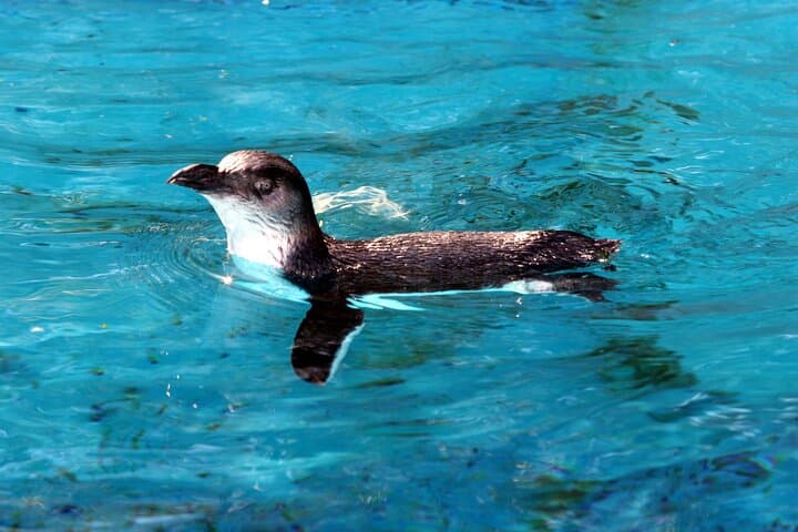 Franz Josef Wildlife Centre: Kiwi, Tuatara & Penguin Encounters photo 3