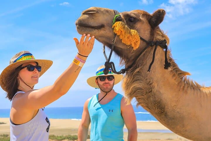 Camel Ride in Los Cabos: Desert-to-Beach Safari with Tequila Tasting photo 6