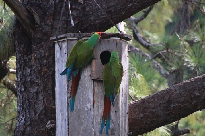 Macaw Sanctuary Observation Near Puerto Vallarta — Wild Guacamayas in the Sierra photo 3