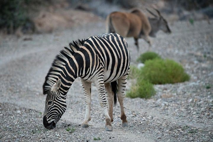 Luxury Private 2-Day Tsavo East Safari from Mombasa or Diani photo 5