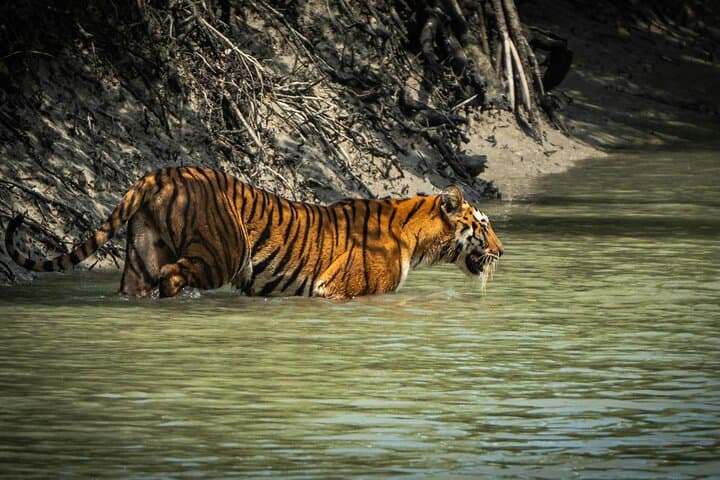 Sundarbans Two-Day Mangrove Safari from Kolkata: Boat Safaris, Watchtowers & Village Culture