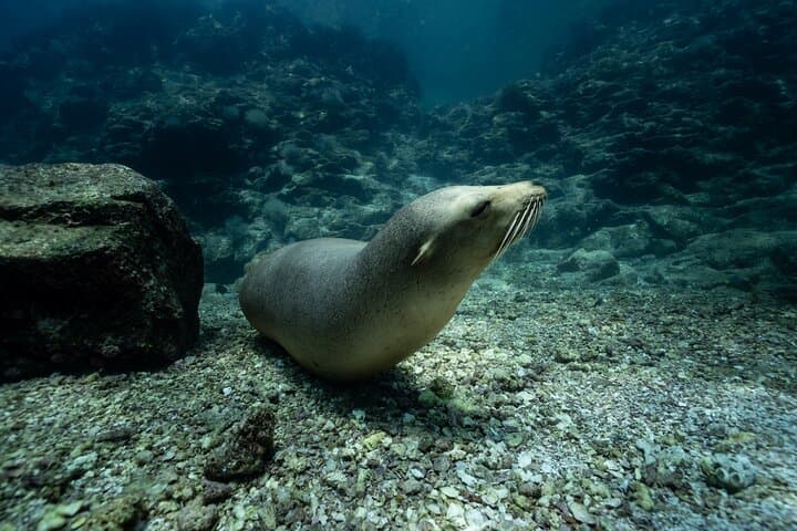 Sea Lion Snorkel at Espíritu Santo Island — Private Trip photo 5
