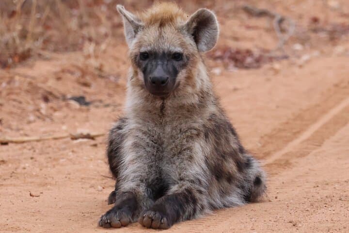 Hoedspruit to Kruger: Full-Day Guided Safari for Big Five and Wildlife Photography photo 6