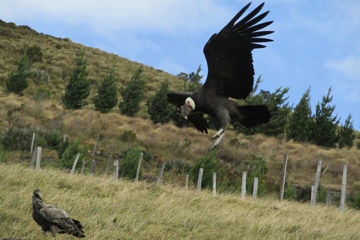Antisana Condor Tour from Quito — Spot Andean Condors at Antisana Reserve photo 3