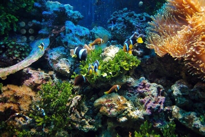 Phu Quoc Island Hopping: Snorkeling, Coral Park & Hon Thom Cable Car photo 4