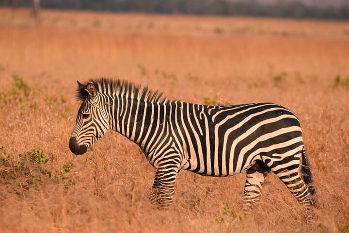 2-Day Mikumi Safari & Bush-Walking Adventure via SGR Train