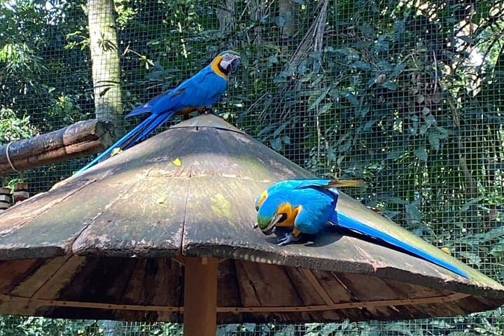 One-Day Private Iguazu Falls Tour: Brazil and Argentina Viewpoints photo 6