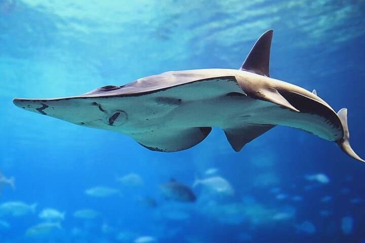 Dubai Aquarium & Underwater Zoo: Tunnel Walk, Penguin Cove & Visitor Guide photo 2