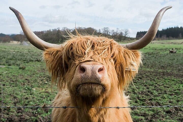 Half-Day Loch Ness, Culloden & Clava Cairns Tour from Inverness