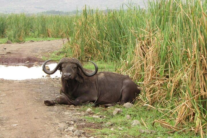 Lake Manyara & Ngorongoro: 2-Day Safari from Arusha photo 3
