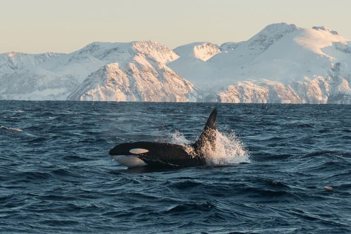 Tromsø Winter Whale Watching Cruise aboard MS Alba